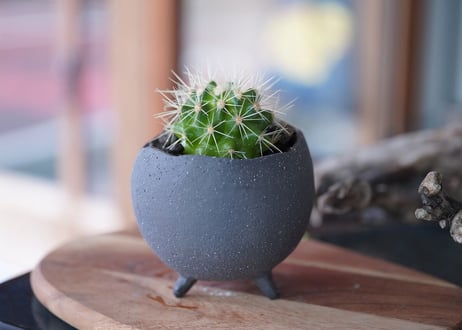 Echinocactus grusonii