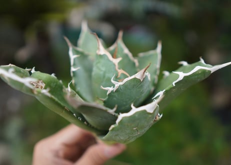 Agave titanota 白鯨 B NO.1