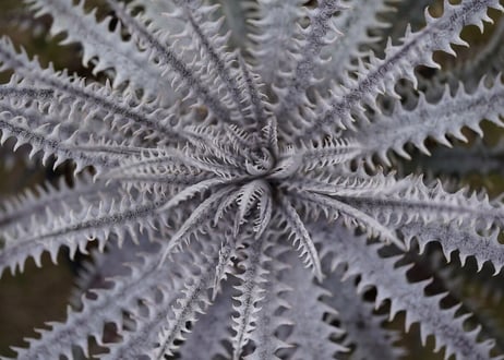 Dyckia Hillary