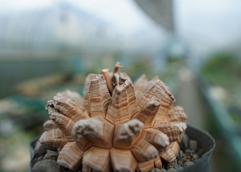 長谷川園芸産】亀甲竜 Dioscorea elephantipes No.2 | mana'