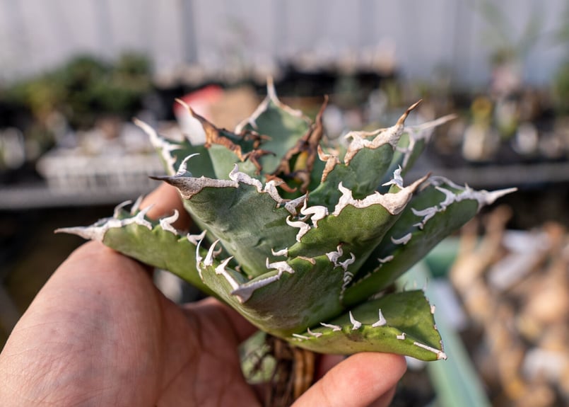 現品◇アガベ チタノタ 搾っ 太陽神・ベアルート苗◇Agave 現品◇アガベ チタノタ 搾っ 太陽神・ベアルート苗◇Agave