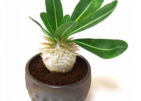 パキポディウム エブレネウム　Pachypodium eburneum