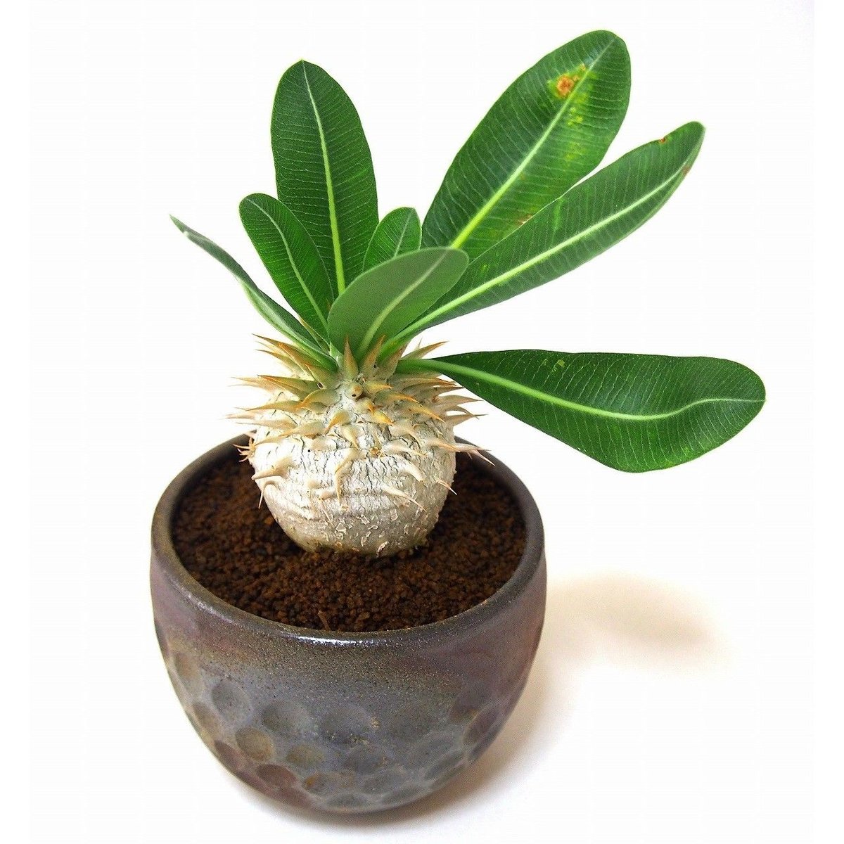 パキポディウム エブレネウム Pachypodium eburneum | mana's fa