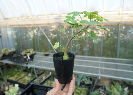 アデニア　グラウカ　Adenia glauca  No.1