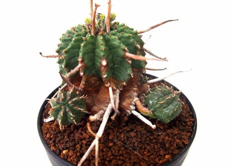ユーフォルビア バリダ 仔吹き　Euphorbia valida