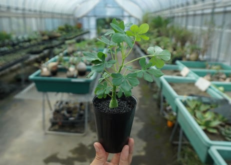 アデニア　グラウカ　Adenia glauca  No.2