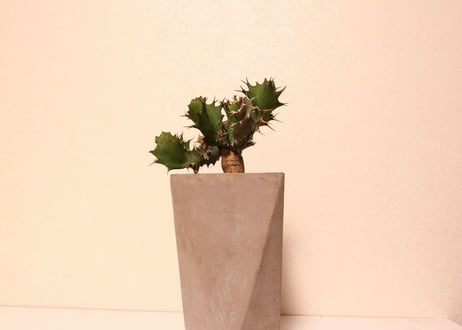 ユーフォルビア　トルチラマ　Euphorbia tortirama no.2