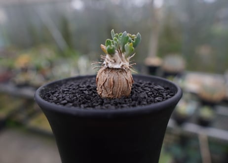 オトンナsp　スタインコフ　Othonna steinkopf　No.1
