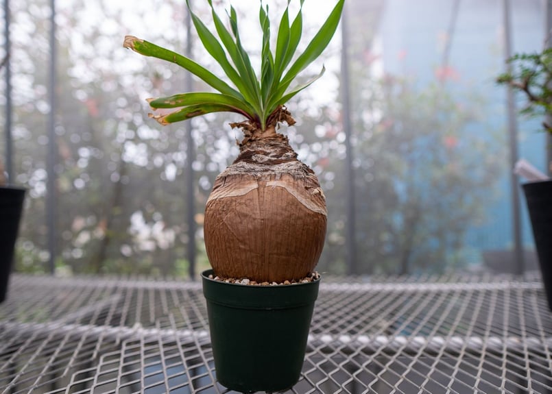 ブーファン ディスティチャ | mana's farm:塊根植物・アガベ