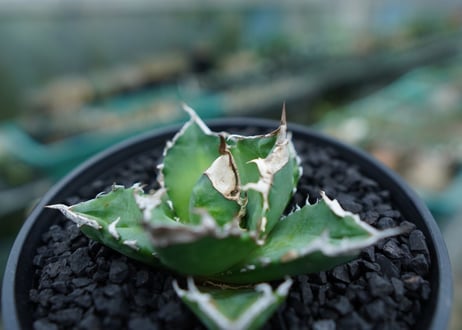 アガベ　チタノタ　白火焔　agave titanota white fire　No.2