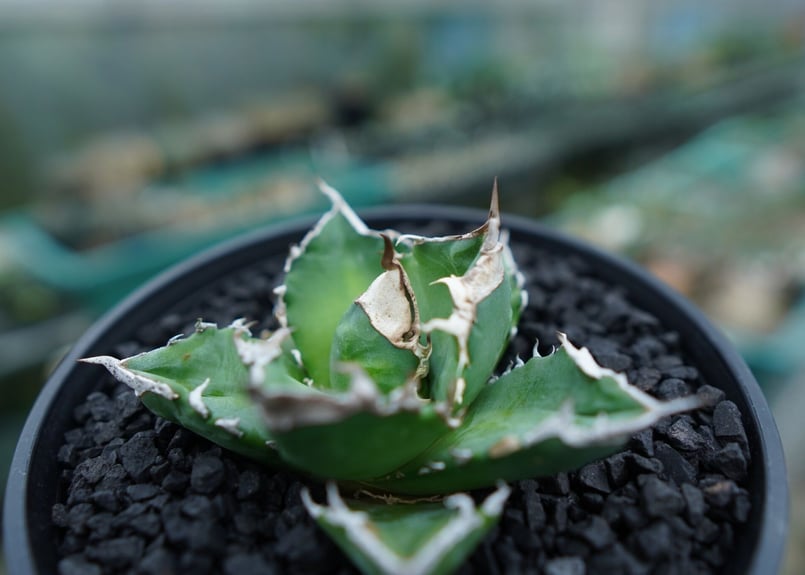 アガベ チタノタ 白火焔 agave titanota white fire No.2 | m