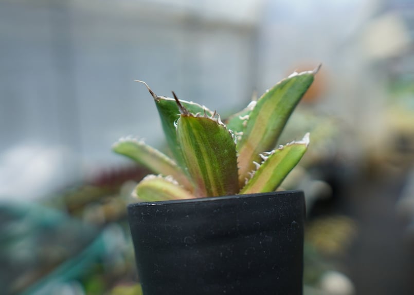 アガベ チタノタ 錦 Agave titanota Variegated | mana's f