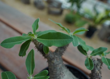 パキポディウム マカイエンセ　Pachypodium makayense　No.5