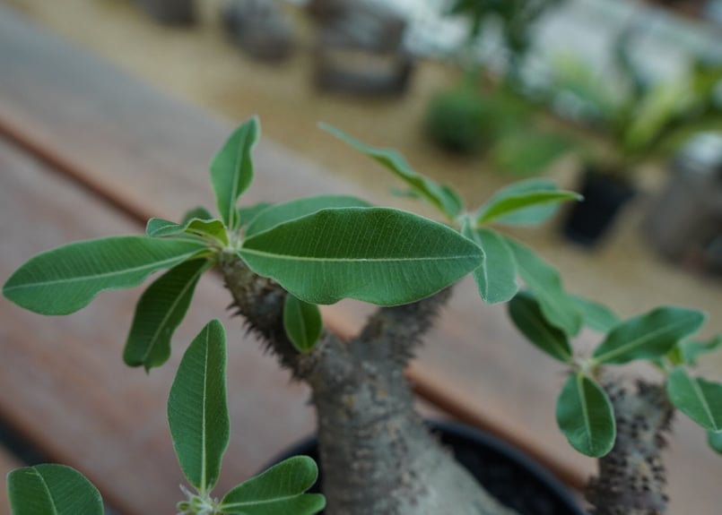 パキポディウム マカイエンセ Pachypodium makayense No.5 | man