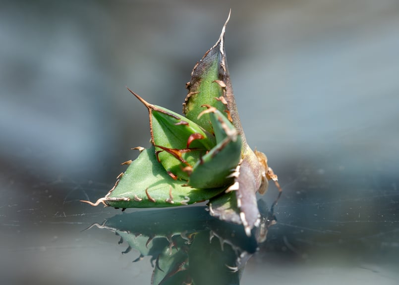 アガベ　中株ハデス アガベ・チタノタ ハデス (黒帝斯) 大-034｜agave titanota hades |