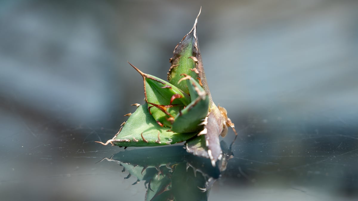 アガベ ハデス カキコ株 | mana's farm:塊根植物・アガベ・ドライ
