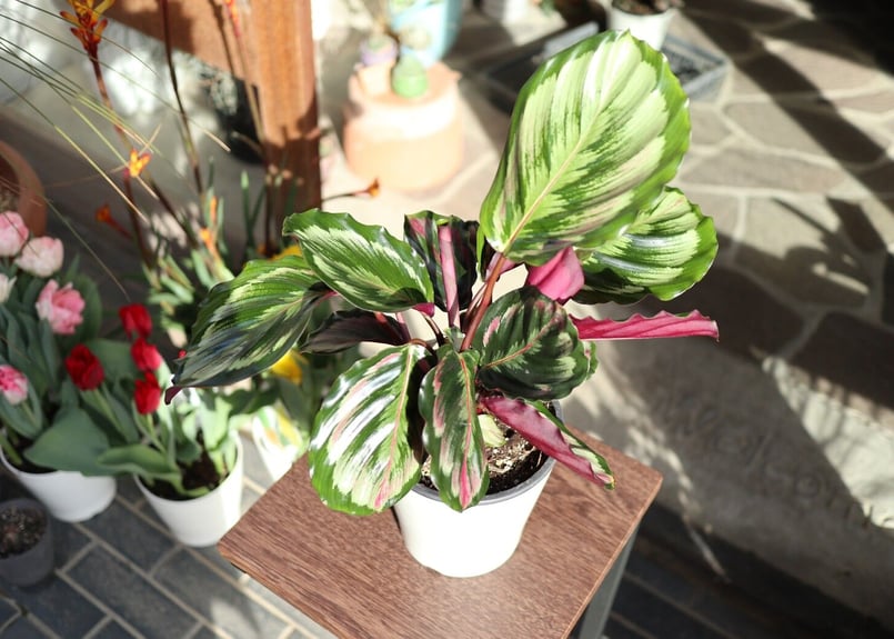 カラテア メダリオンV2 | mana's farm:塊根植物・アガベ・ドライ