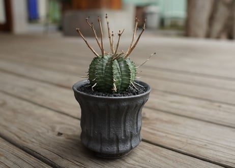 ユーフォルビア　バリダ　”塊根植物スターターセット”