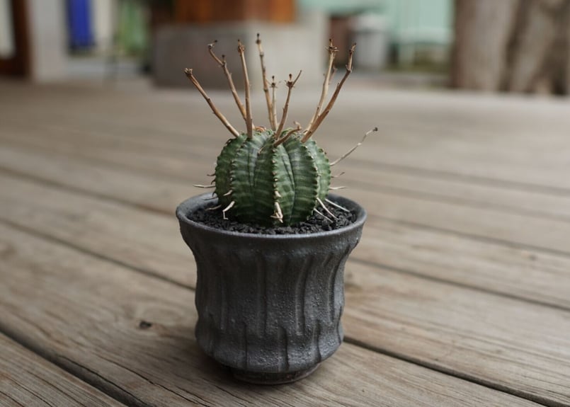 ユーフォルビア バリダ ”塊根植物スターターセット” | mana's