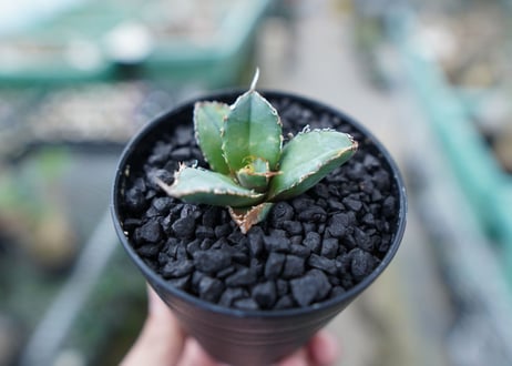 アガベ　チタノタ　FO-76　Agave titanota  FO-76　No.15