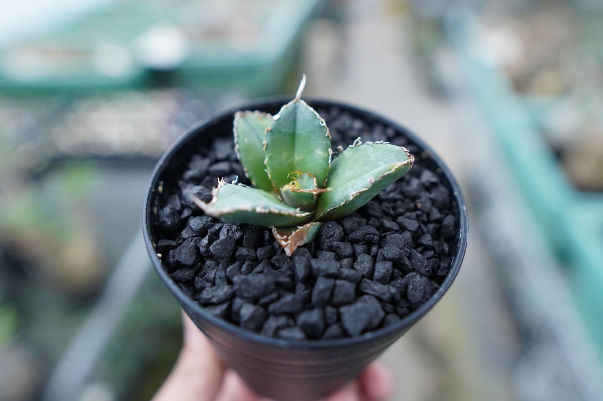 親株　アガベ　スーパーチタノタ Agave ”super titanota” M size | Cactus Green