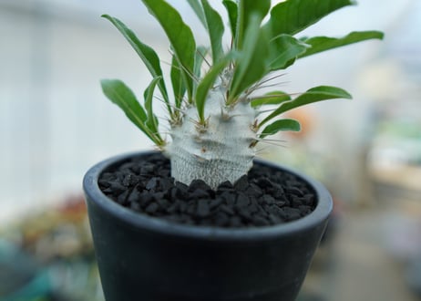 パキポディウム　サンデルシー　Pachypodeium saundersii  No.1