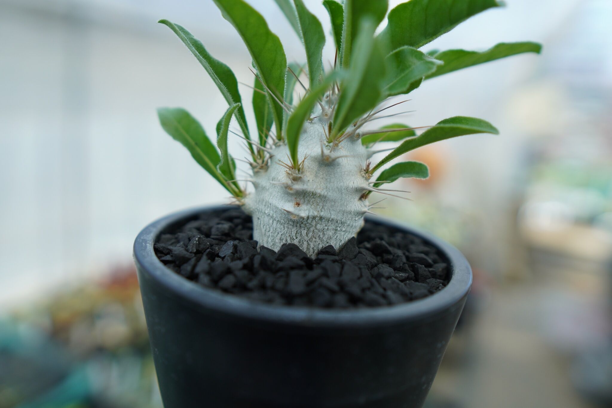 パキポディウム　サンデルシー パキポディウム サンデルシー Pachypodeium saundersii No.1 |