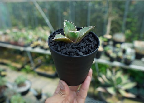 アガベ　チタノタ　鬼爪雪峰  Agave titanota “Onitsume Yukimine” 子株　No.2
