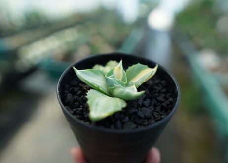 アガベ　王妃雷神錦　Agave　“Ohi Raijin Nishiki ”　No.1