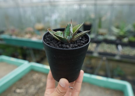 アガベ　チタノタ　 ブラックアンドブルー 　Agave titanota black and blue　No.1
