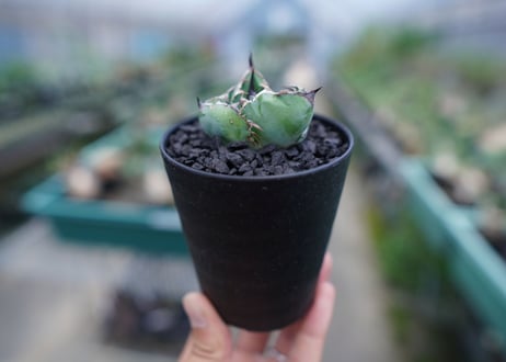 アガベ　チタノタ　 ブラックアンドブルー 　Agave titanota black and blue　No.3