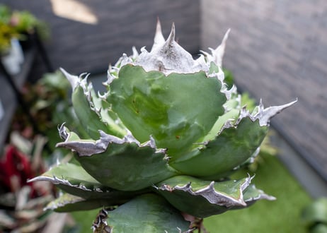 Agave White flame 白火焔