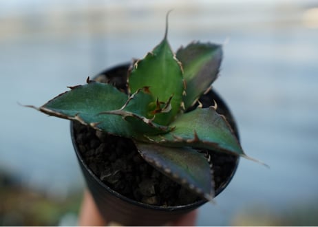 アガベ　チタノタ　ハデス　Agave titanota Hades