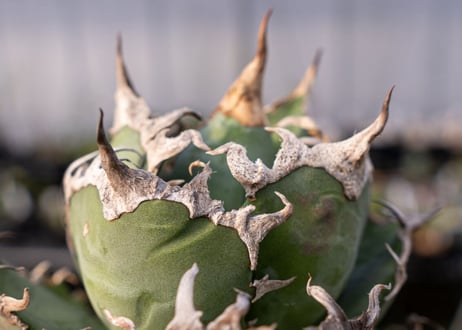 Agave titanota caesar 凱薩