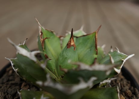 アガベ　チタノタ　鬼爪　雪峰 　Agave titanota “Onitsume Yukimine”