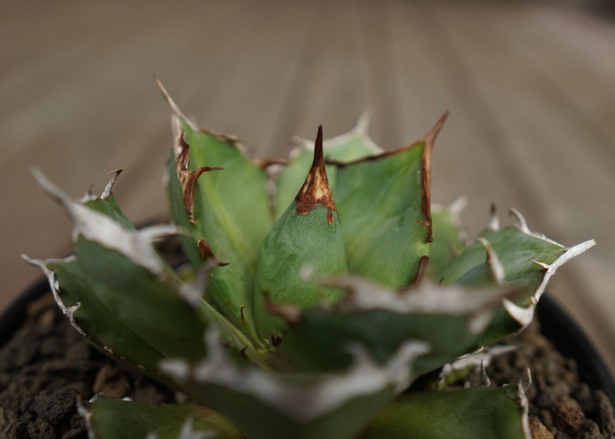 アガベ チタノタ 鬼爪 雪峰 Agave titanota “Onitsume Yukimi アガベ チタノタ 鬼爪 雪峰 Agave titanota “Onitsume Yukimi
