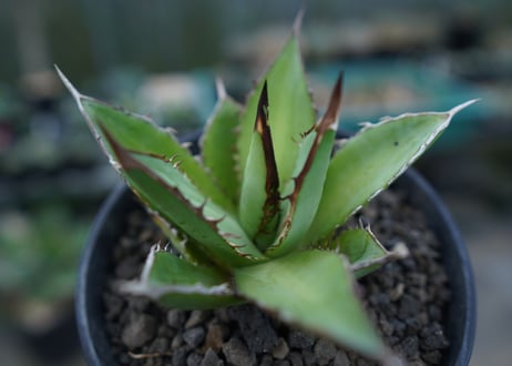 アガベ　チタノタ　剣竜　Agave titanota Kenryu