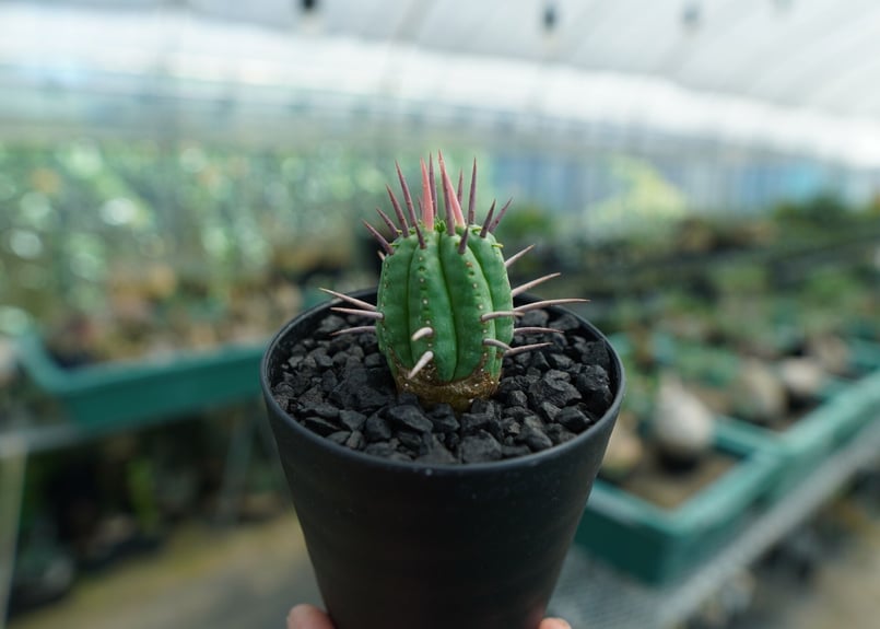 ユーフォルビア　フェロックス　大型株 ユーフォルビア フェロックス 大型株 ユーフォルビア：フェロックス 3