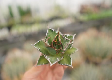 agave titanota　レッドキャットウィーズル　№3
