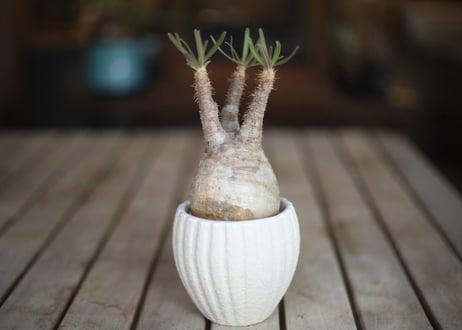 グラキリス　 Pachypodium Gracilius