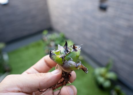 Agave B&B 特大 カキコ NO.2
