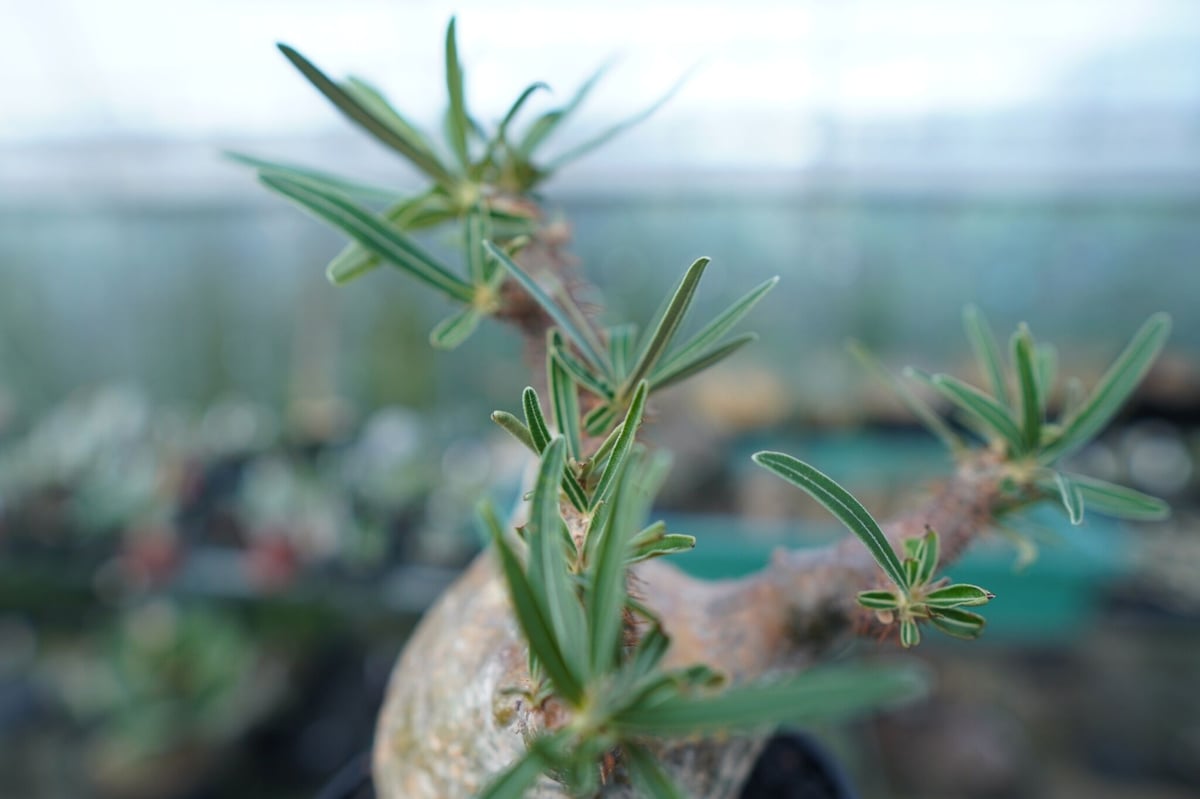 パキポディウム グラキリス Pachypodium Gracilius No.5 | ma