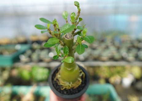 アデニウム　Adenium　No.19