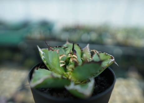 アガベ　チタノタ　黒鯨　Agave titanota black whales　No.6