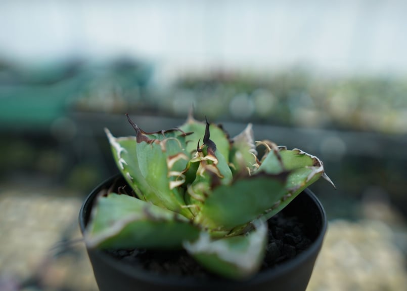 アガベ　チタノタ　黒鯨錦 アガベ・チタノタ 黒鯨（芽）-003｜agave titanota black whale |