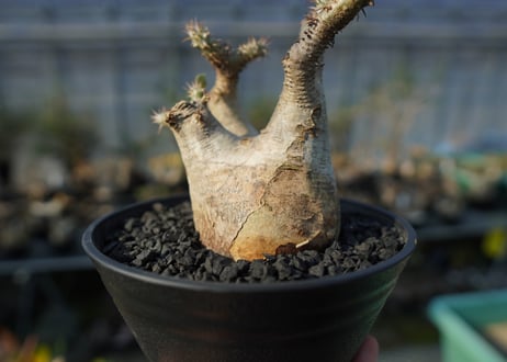 パキポディウム マカイエンセ　Pachypodium makayense　No.3