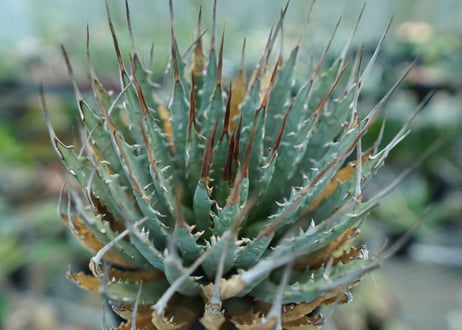 アガベ　ユタエンシス　Agave uthaensis　No.3