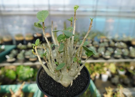 アデニウム　Adenium　No.9