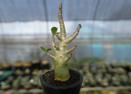 アデニウム　Adenium　No.20