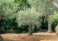 ウンカリーナ グランディディエリ | mana's farm:塊根植物・アガベ